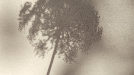 What Is Molecular Distillation in Perfumery?